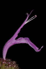 Fototapeta premium Wild Bergamot (Monarda fistulosa). Isolated Flower Closeup