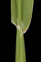 Canary Grass (Phalaris canariensis). Culm and Leaf Sheath Closeup