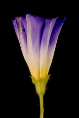 Dwarf Morning-Glory (Convolvulus tricolor). Opening Flower Closeup