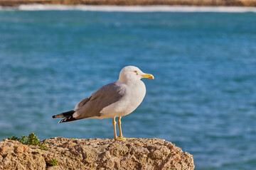 Seagull sits on a stone against the background of the sea