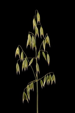 Oat (Avena sativa). Inflorescence Closeup