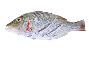 fish with white background