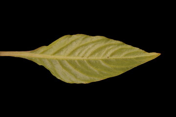 Cockscomb (Celosia argentea var. argentea). Leaf Closeup