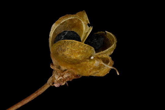 False Rosenbach Onion (Allium rosenorum). Dehisced Capsule Closeup