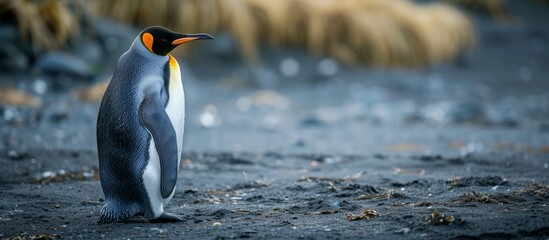 Young king penguin patiently waits for parents to return from fishing. - obrazy, fototapety, plakaty