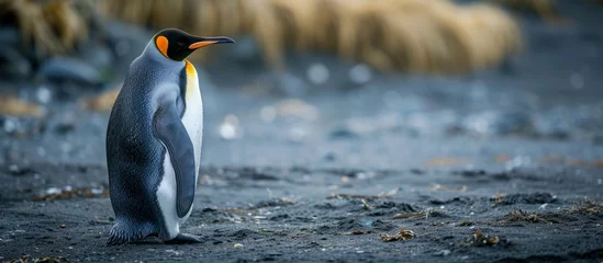 Keuken spatwand met foto Young king penguin patiently waits for parents to return from fishing. © 2rogan
