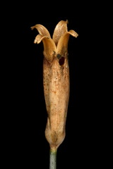 Garden Pink (Dianthus plumarius). Dehisced Capsule Closeup