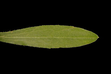 Northern Fleabane (Erigeron strigosus). Leaf Closeup