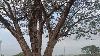 forest trees. nature green wood sunlight backgrounds.