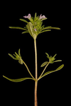 Summer Savory (Satureja hortensis). Inflorescence Closeup