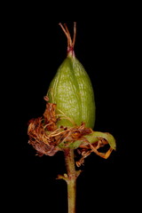 Imperforate St. John's-Wort (Hypericum maculatum). Immature Fruit Closeup