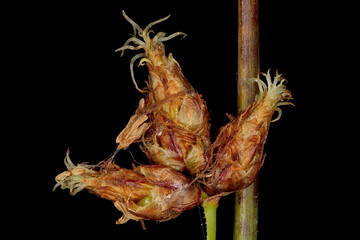 Common Club-Rush (Schoenoplectus lacustris). Inflorescence Closeup - obrazy, fototapety, plakaty