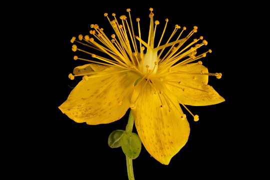 Imperforate St. John's-Wort (Hypericum maculatum). Flower Closeup