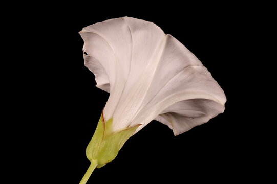 Hedge Bindweed (Calystegia sepium). Flower Closeup