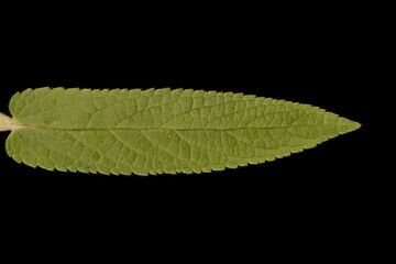 Marsh Woundwort (Stachys palustris). Leaf Closeup