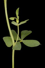 Common Bird's-Foot Trefoil (Lotus corniculatus). Leaf and Axillary Shoot Closeup