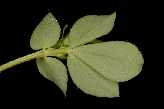 Common Bird's-Foot Trefoil (Lotus corniculatus). Leaf Closeup