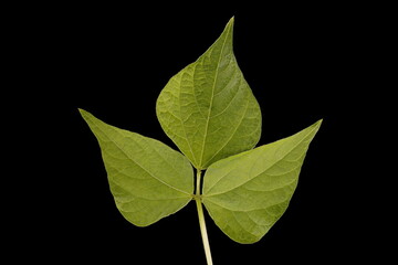 Common Bean (Phaseolus vulgaris). Leaf Closeup