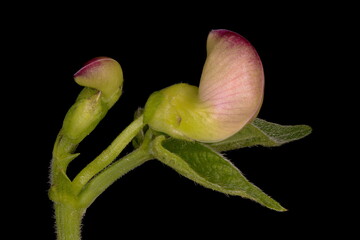 Common Bean (Phaseolus vulgaris). Floral Buds Closeup