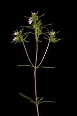 Summer Savory (Satureja hortensis). Inflorescence Closeup