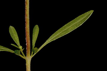 Summer Savory (Satureja hortensis). Stem Segment and Axillary Shoots Closeup