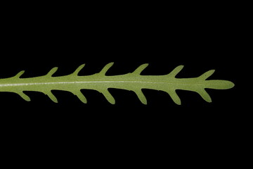 Coastal Tidytips (Layia platyglossa). Leaf Closeup