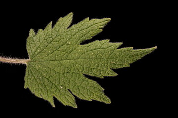 Five-Lobed Motherwort (Leonurus quinquelobatus). Leaf Closeup