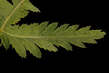 Tansy (Tanacetum vulgare). Leaf Detail Closeup