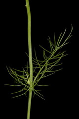 Love-in-a-Mist (Nigella damascena). Cauline Leaf Closeup