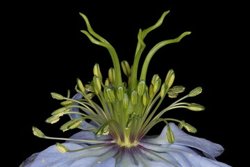 Love-in-a-Mist (Nigella damascena). Pistils and Stamens Closeup © Valery Prokhozhy