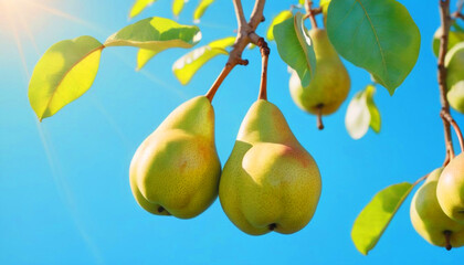 Pear grows on a tree in the harvest garden on sunny day