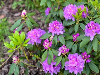 Azalea rhododendron bush beautiful pink purple flowers.