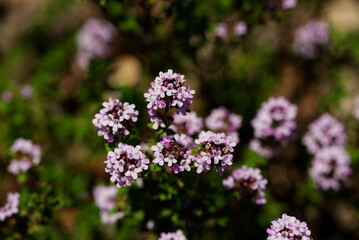 フレンチタイム