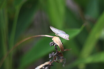 dragonfly on a leaf