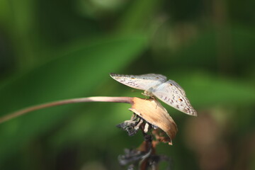 lizard on a tree
