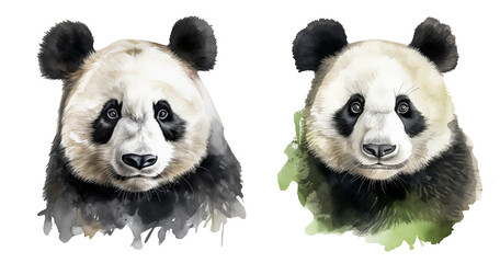 Set of two Panda portraits on isolated transparent background, watercolor style clipart illustration	
