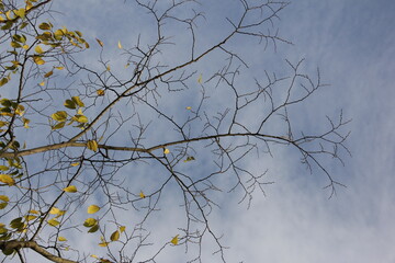 Autumn Tree Leaves and Branches isolated in sky