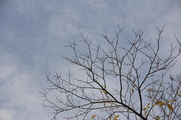 Autumn Tree Leaves and Branches isolated in sky