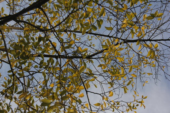 Autumn Tree Leaves and Branches isolated in sky