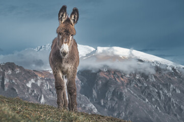 A mule with snow mountains background