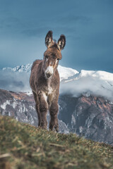 A mule pony with snow mountains background