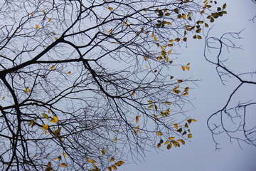 Autumn Tree Leaves and Branches isolated in sky