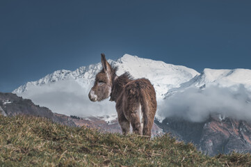 A small tender horse in the high mountains