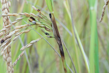 rice paddy diseases on leaf