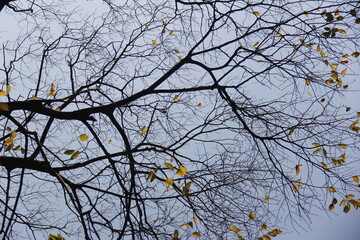 Autumn Tree Leaves and Branches isolated in sky