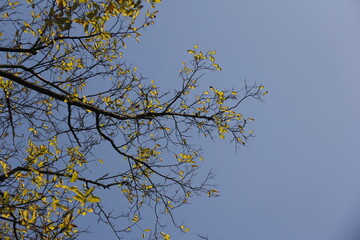 Autumn Tree Leaves and Branches isolated in sky