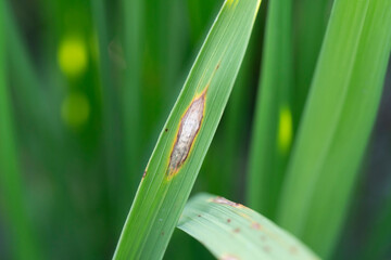 Rice blast diseases on leaf