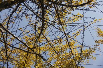 Autumn Tree Leaves and Branches isolated in sky