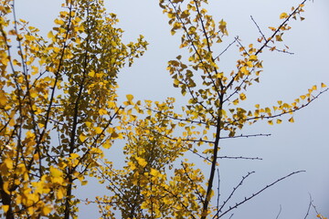 Autumn Tree Leaves and Branches isolated in sky