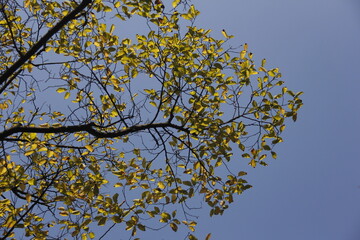 Autumn Tree Leaves and Branches isolated in sky